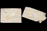 Very Rare, Fossil Coelacanth (Macropomoides) - Lebanon #163545-1